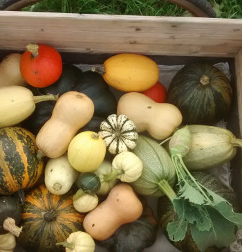 Variétés des courges d'hiver cucurbitacées