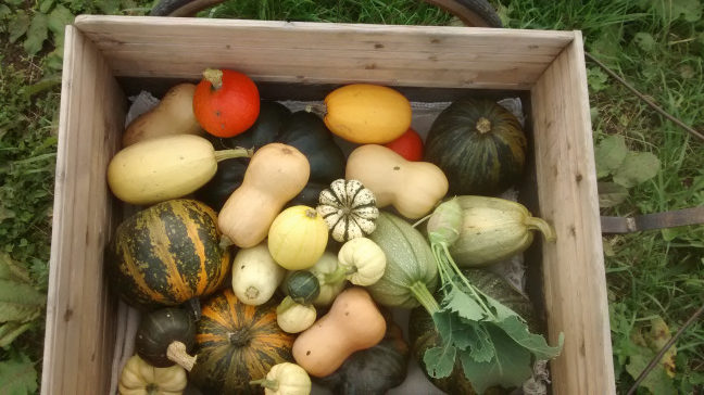 Variétés des courges d'hiver cucurbitacées