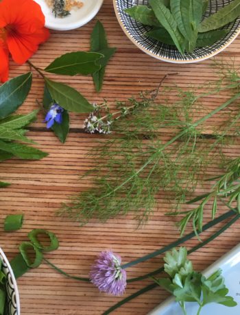 herbes aromatiques de printemps