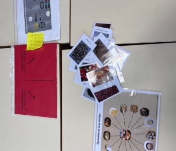 Atelier participatif sur les protéines végétales en collège